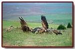 hiszpania2005najciekawszezdjcia10_small.jpg