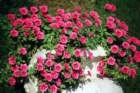 aranjuez6_small.jpg