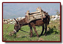 bakany200616_small.jpg