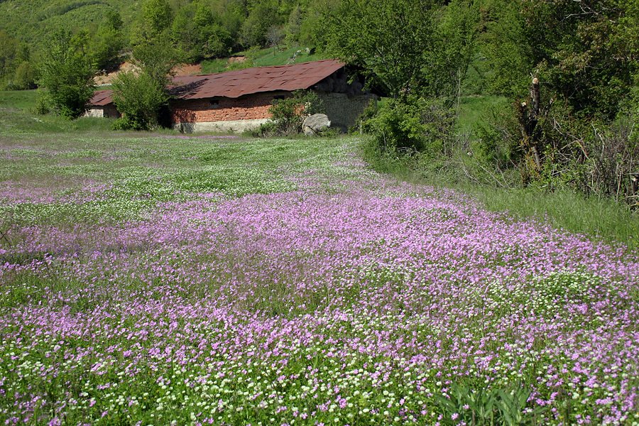 przeczkafasanmacedonia.jpg