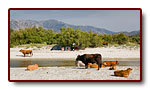 corse_02_18b.jpg