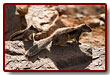 fuerteventura_08b.jpg