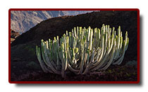 teneryfa_22a.jpg